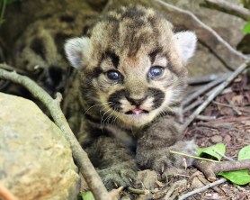 mountain lion kittens california 2