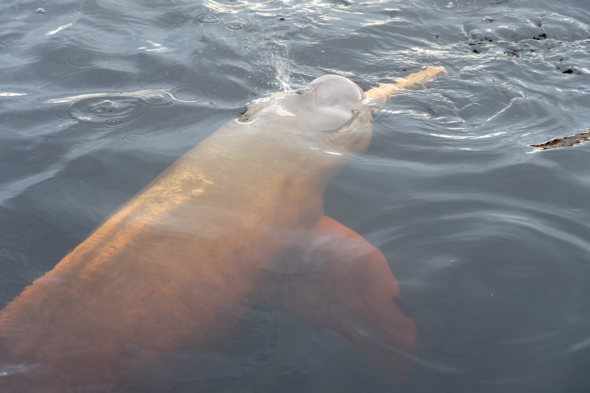 pink dolphin real-life jungle cruise