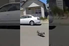 police chase pig