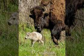 White Bison Calf Yellowstone