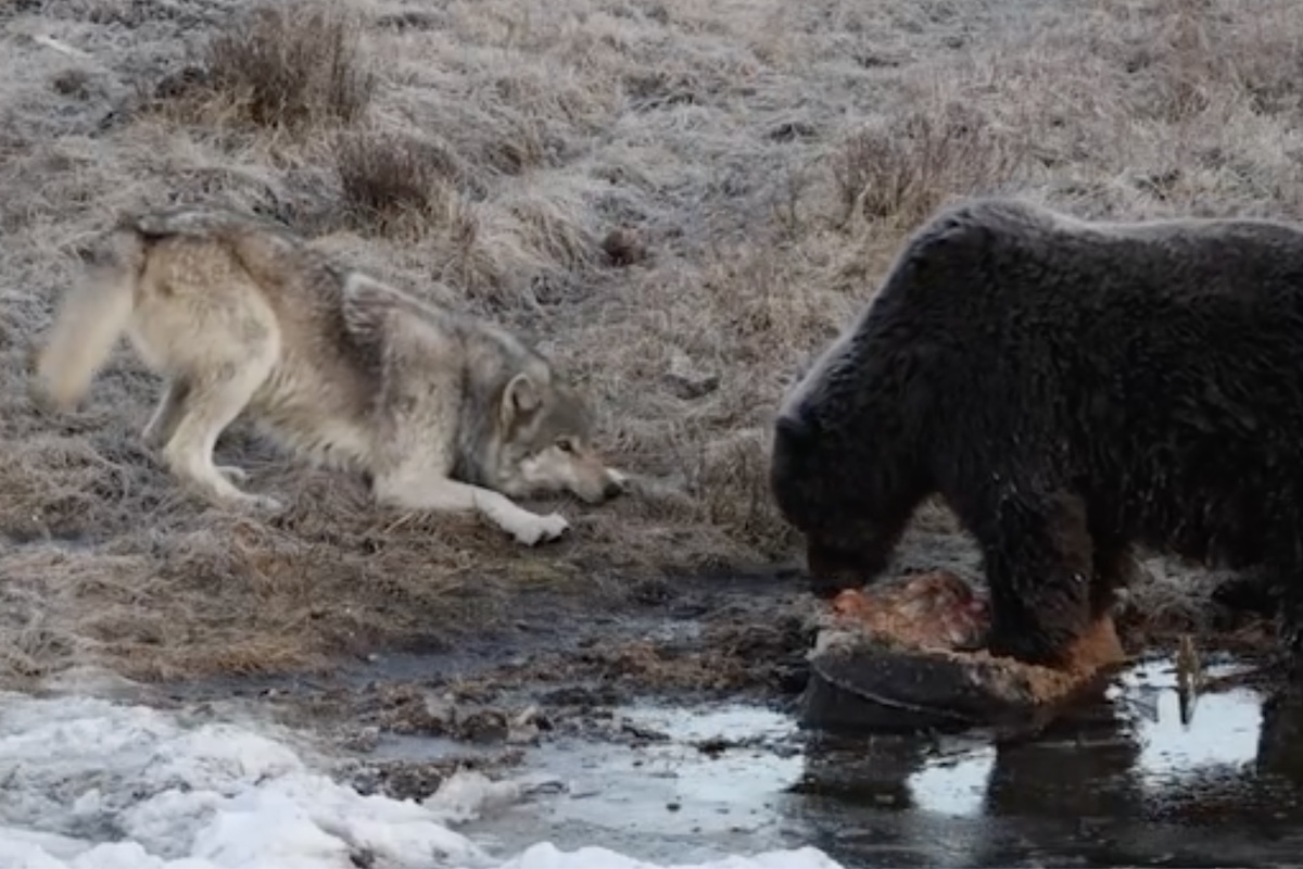 wolf wants a bite of grizzly bear's meal