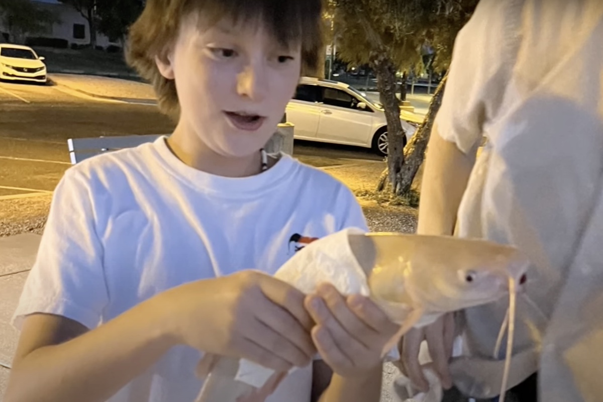 albino catfish arizona