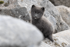 arctic fox pups