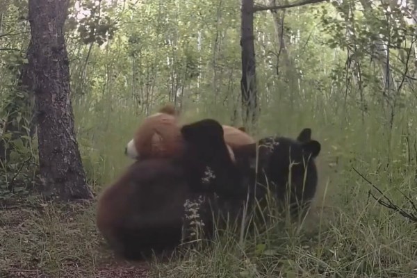 bears playing with teddy bears