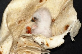 baby bird in a tortilla