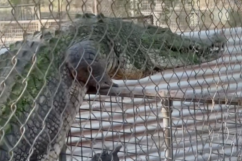 crocodile climbs fence