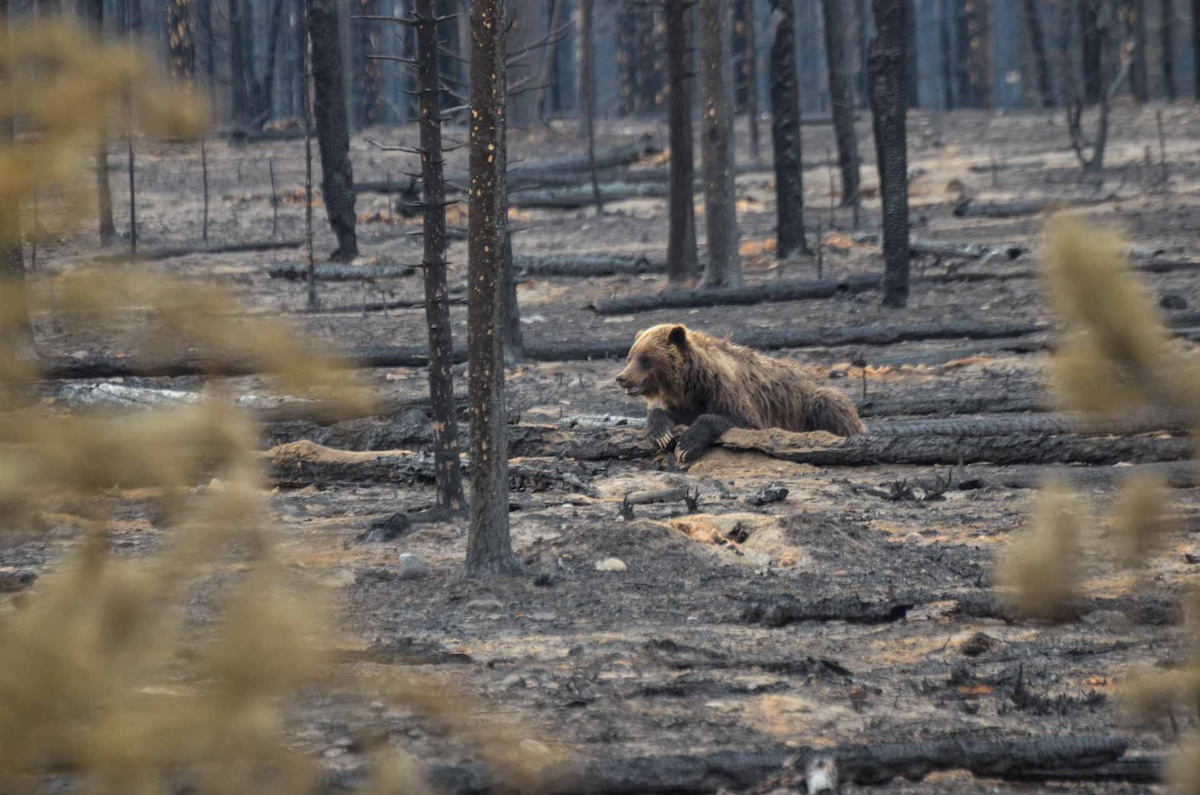 grizzly family survives jasper wildfires