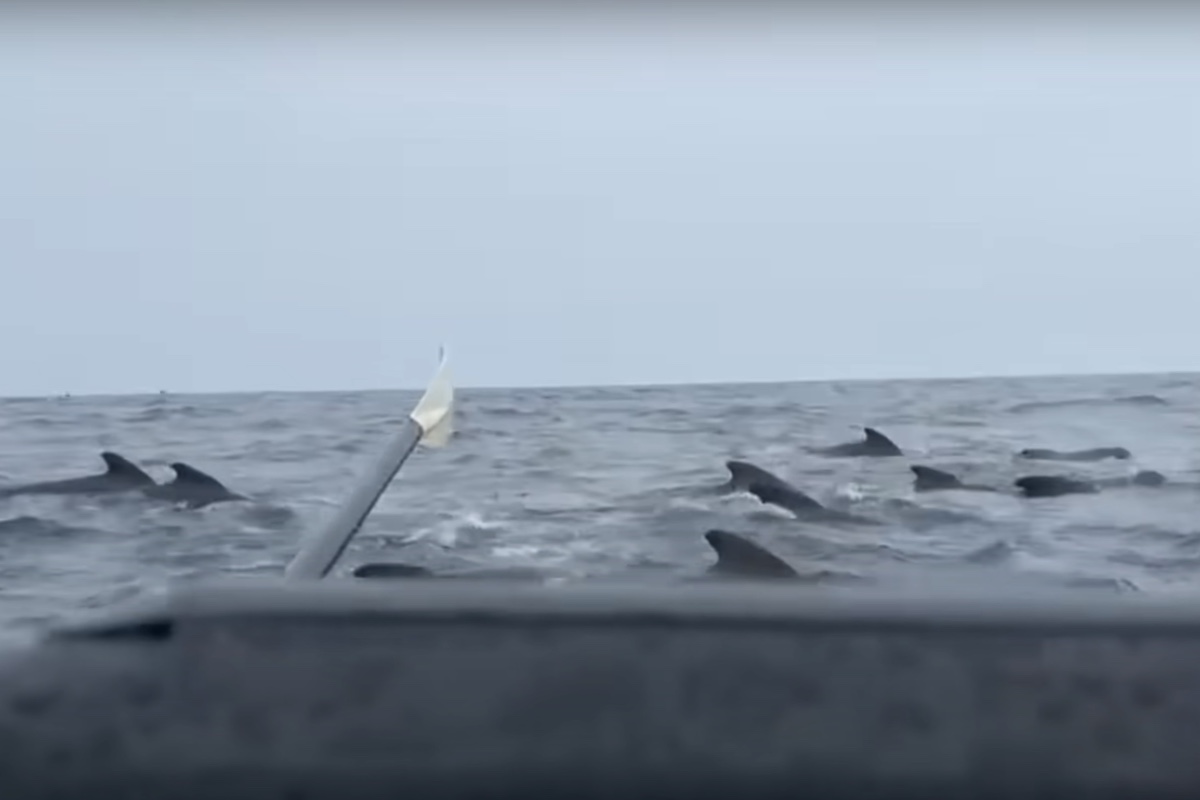 ocean rower swarmed by whales