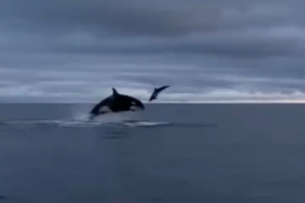 orcas hunting smaller dolphins