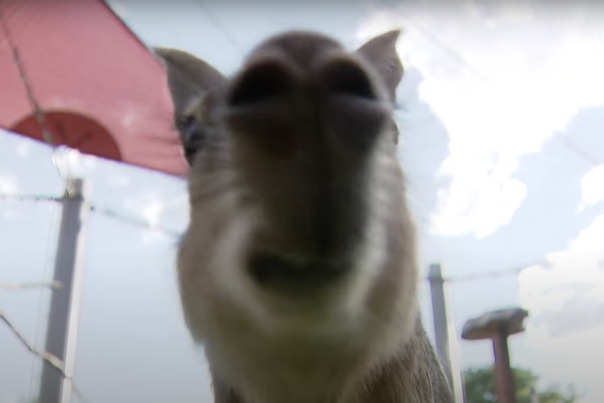 patagonian mara colorado