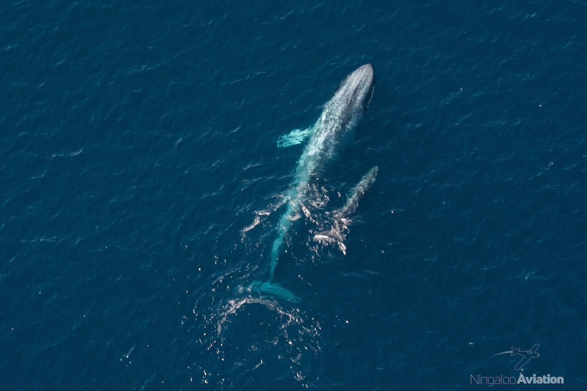 Pygmy blue whale calf