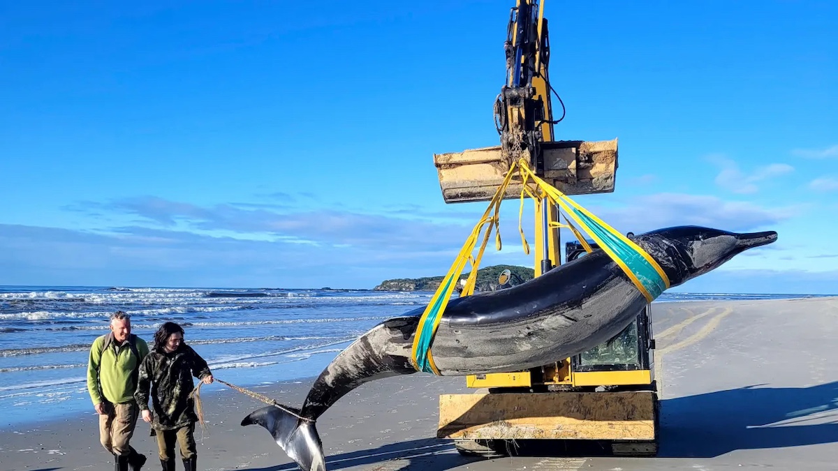 rare whale new Zealand