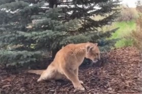 staggering disease mountain lion