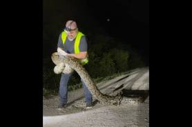 trapper wrestles Burmese python florida