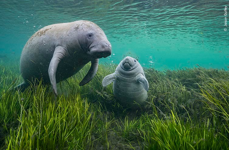 As Clear as Crystal by Jason Gulley