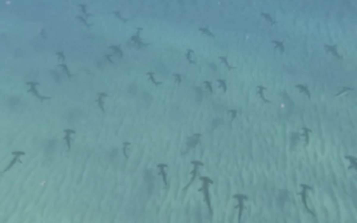 Baby hammerheads