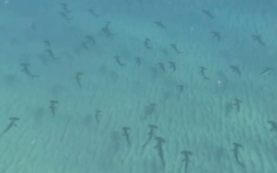 Baby hammerheads