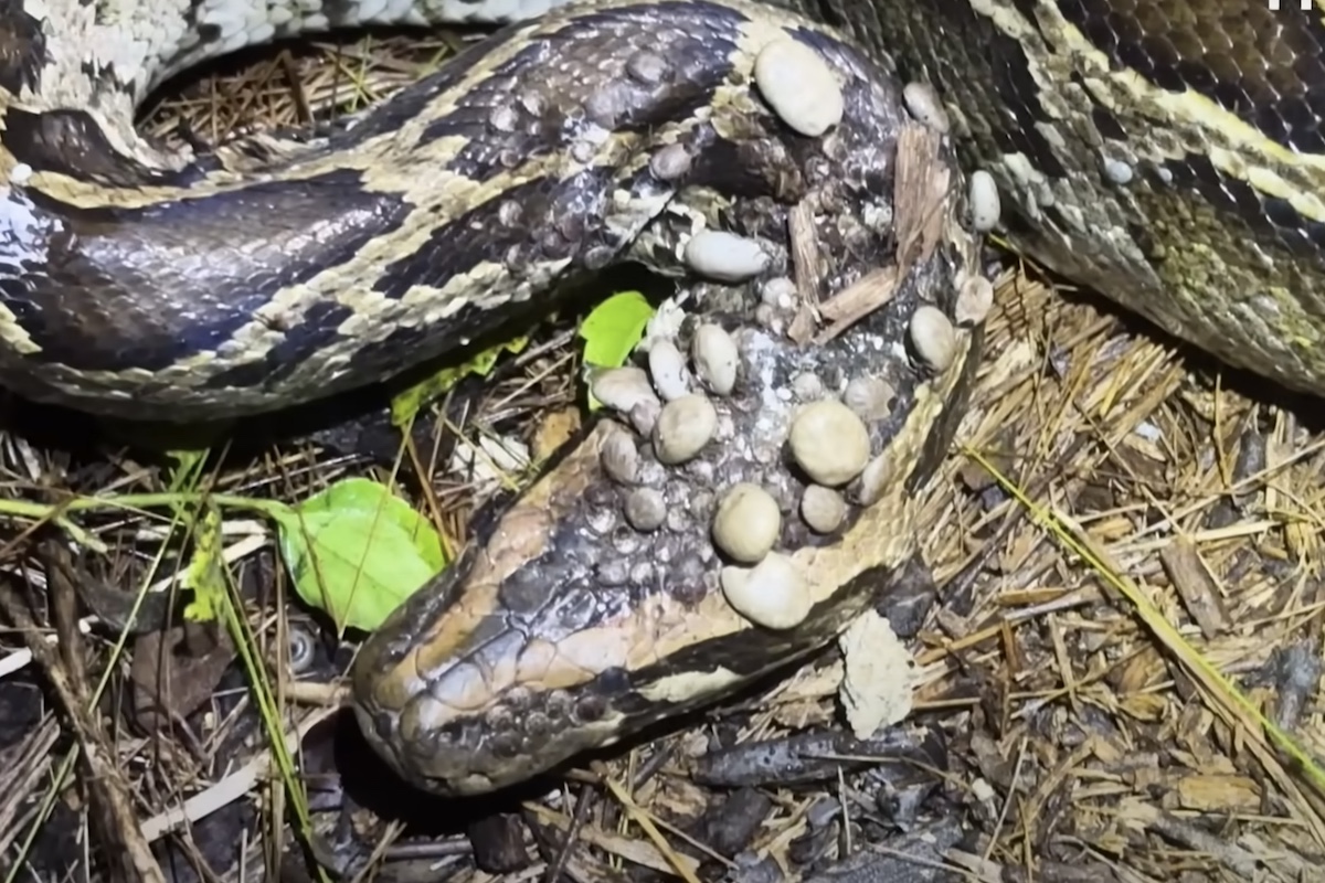 Florida Python covered in ticks