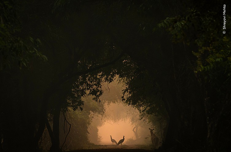 In the Spotlight by Shreyovi Mehta