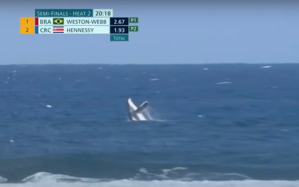 Olympic surfing humpack whale