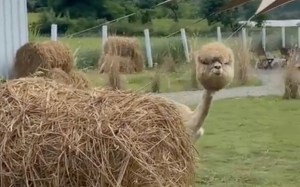 Shaved alpaca