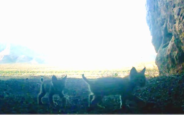 baby bobcats trail cam arizona