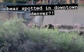 bear in downtown denver