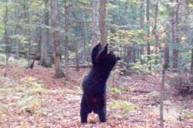 black bear pole dancing trail cam