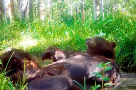 black bear relaxing in pond