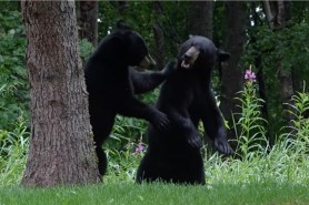 black bears fighting and playing