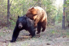 black bears trail cam tackle