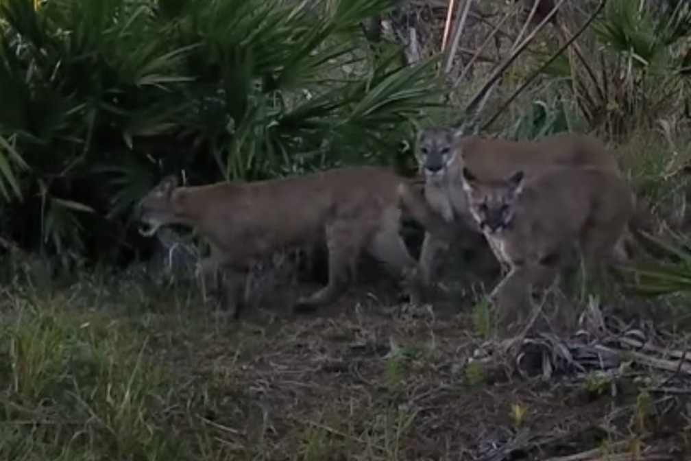 broketail florida panther and cubs