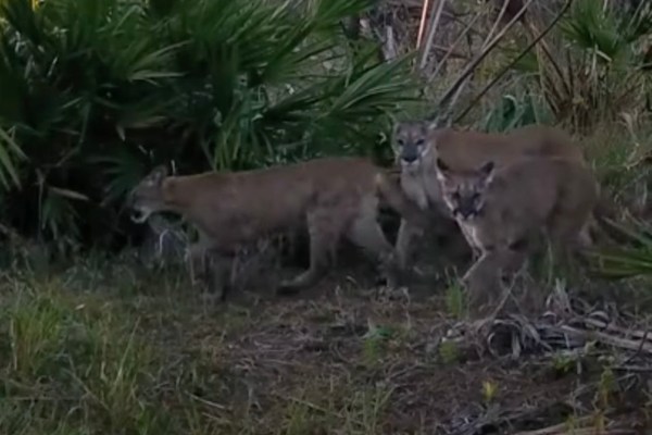 broketail florida panther and cubs