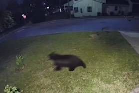 coyotes chase bear through burbank neighborhood