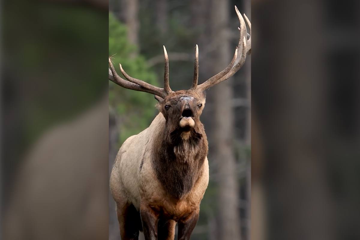 elk bugling