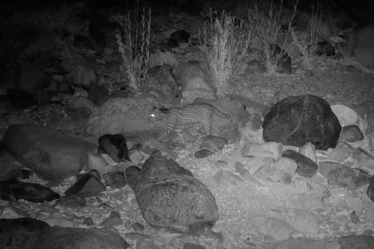 elusive ocelot spotted in arizona