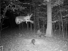 flying buck deer trail cam