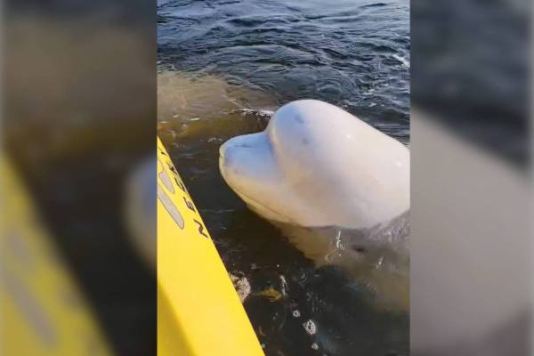 friendly beluga bumps kayak