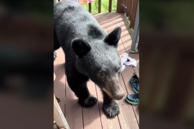 friendly black bear Tennessee