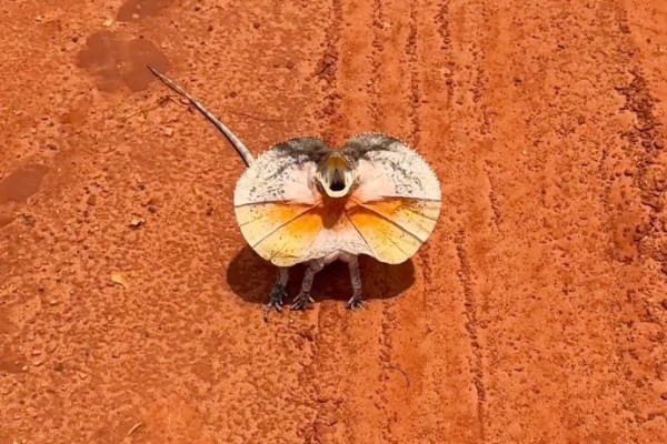 frilled lizard close encounter