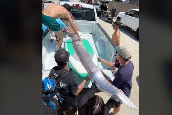 giant oarfish earthquake