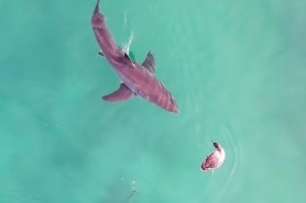 great white shark vs boss bird