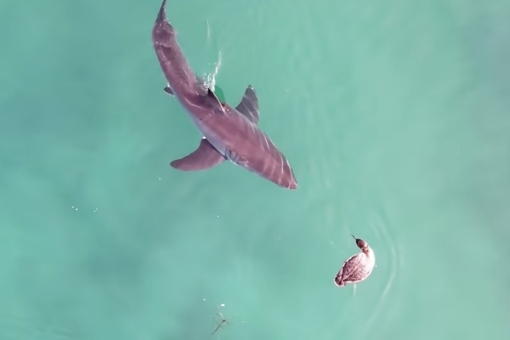 great white shark vs boss bird