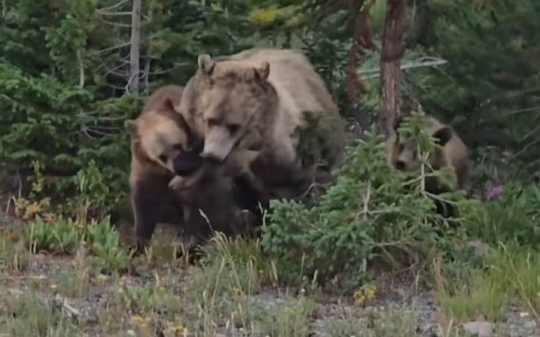 grizzly bear family fight