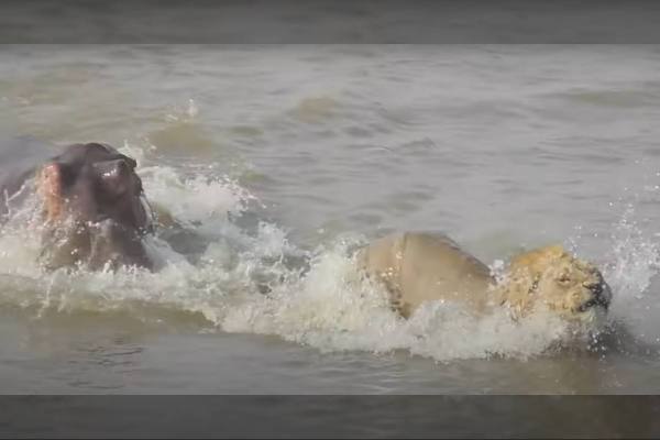 hippo chases lion