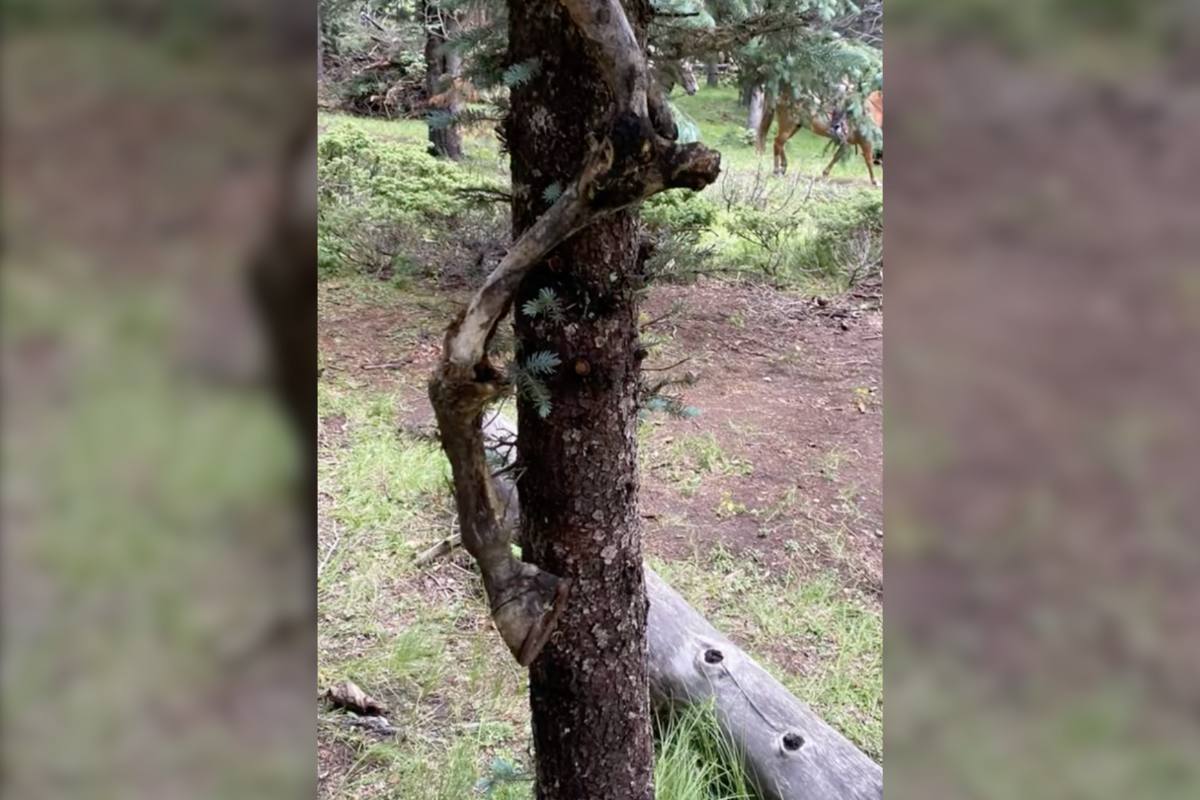 horse legs dangling from tree