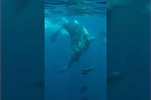 humpback whale chasing dolphins