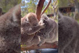 koala fight