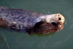 mama otter cuddles baby otter