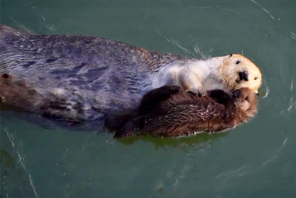 mama otter cuddles baby otter